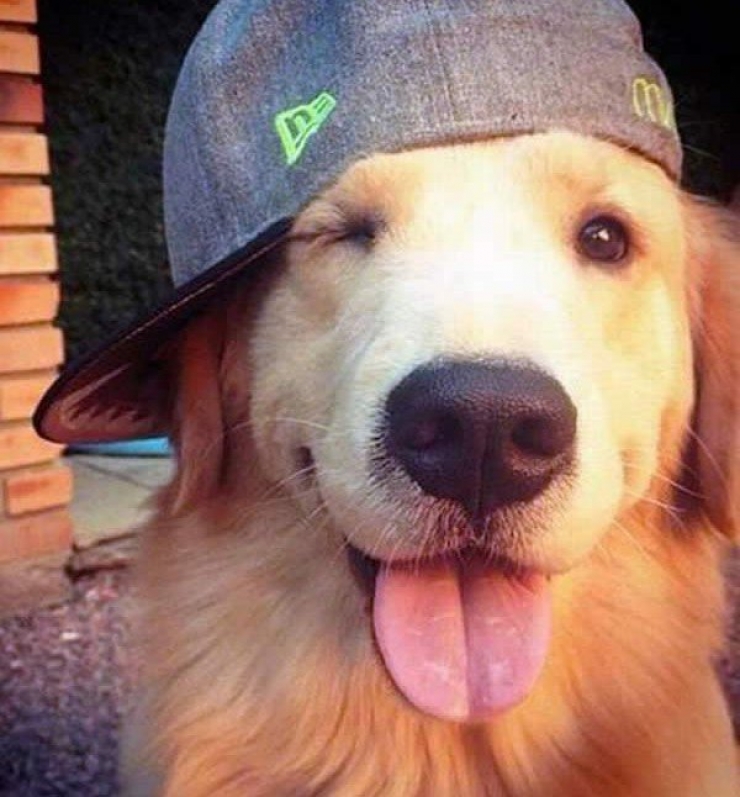 Illustration de l'article : 18 animaux qui savent prendre la pose