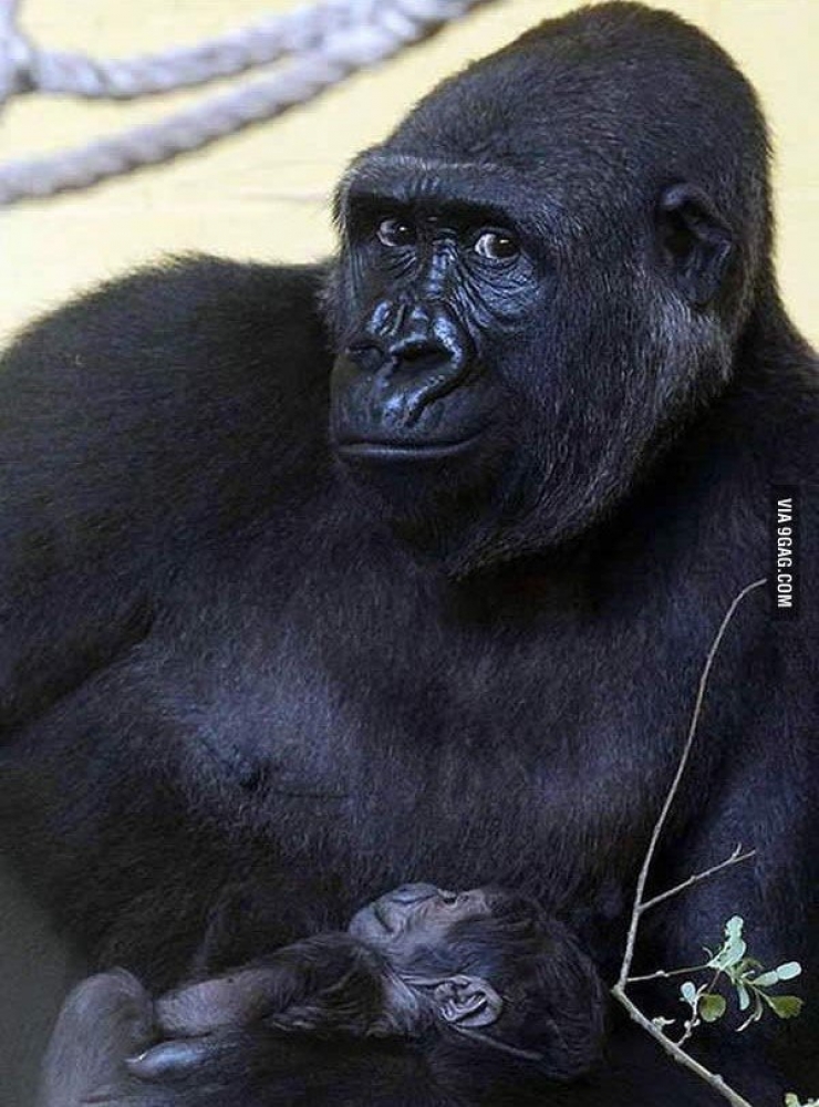 Illustration de l'article : 18 animaux qui savent prendre la pose