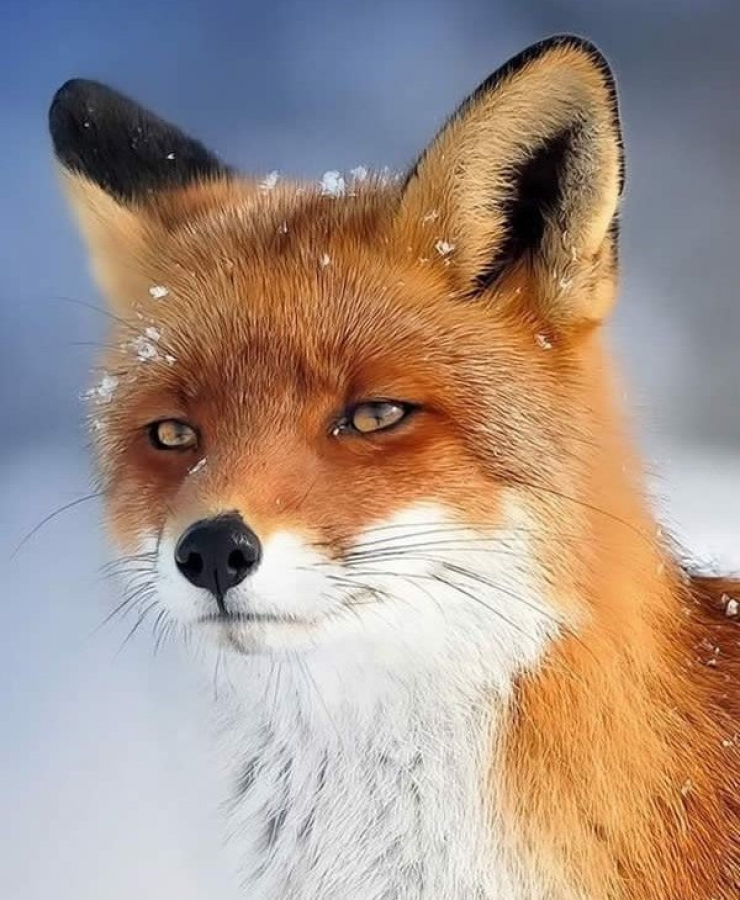 Illustration de l'article : 18 animaux qui savent prendre la pose