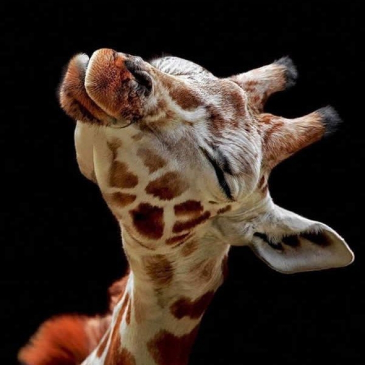 Illustration de l'article : 18 animaux qui savent prendre la pose