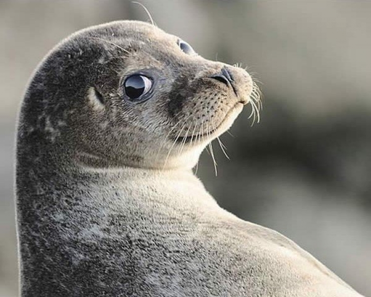 Illustration de l'article : 18 animaux qui savent prendre la pose