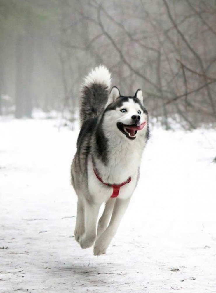 Illustration de l'article : 18 animaux qui savent prendre la pose