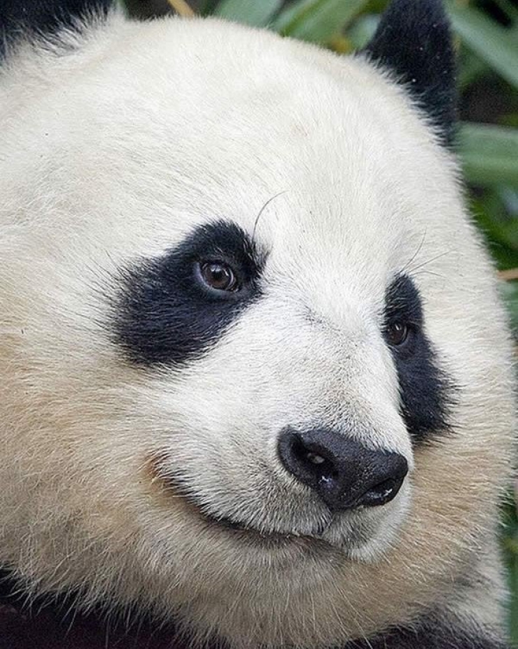 Illustration de l'article : 18 animaux qui savent prendre la pose