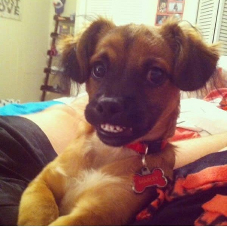 Illustration de l'article : 18 animaux qui savent prendre la pose