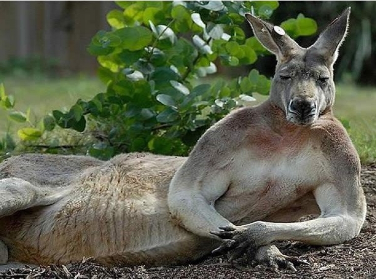 Illustration de l'article : 18 animaux qui savent prendre la pose