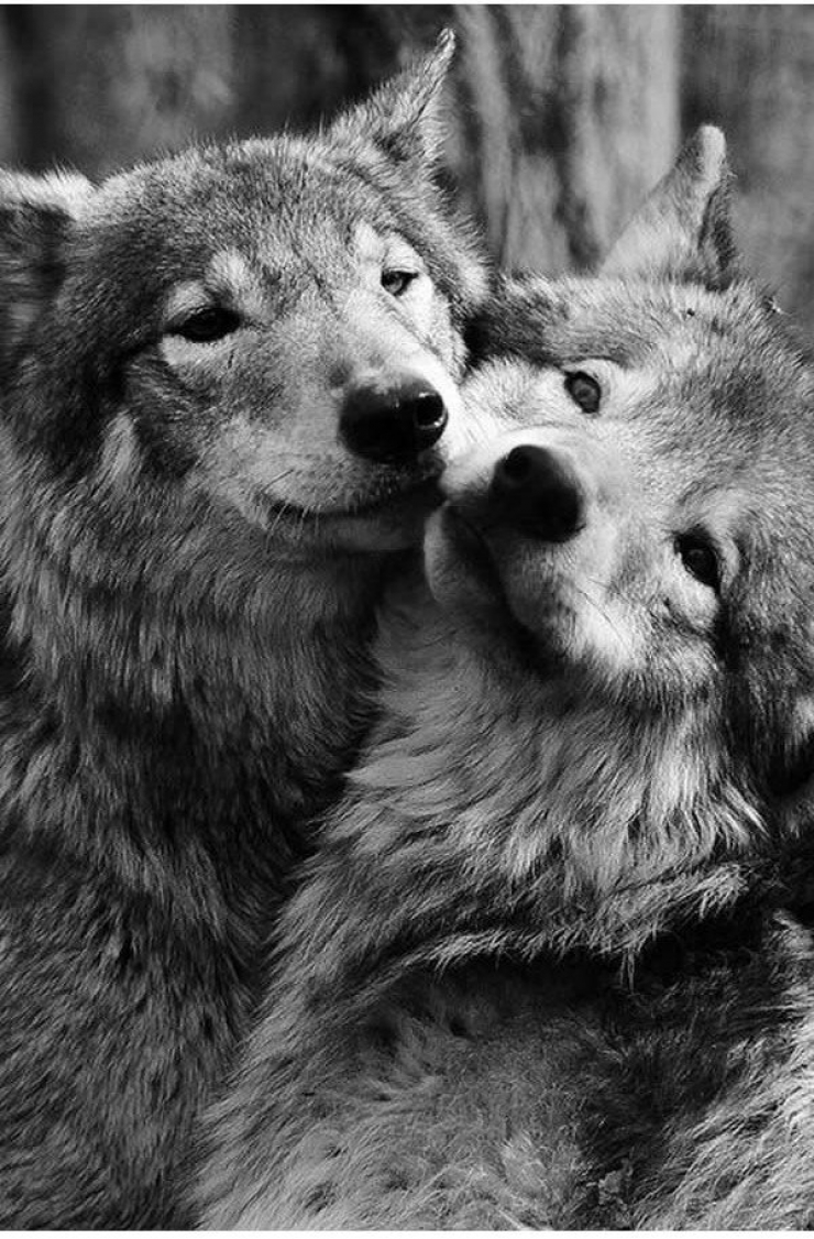 Illustration de l'article : 18 animaux qui savent prendre la pose