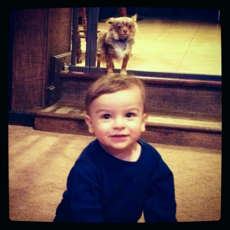 Illustration de l'article : Ces 30 chiens photographiés au bon endroit au bon moment...