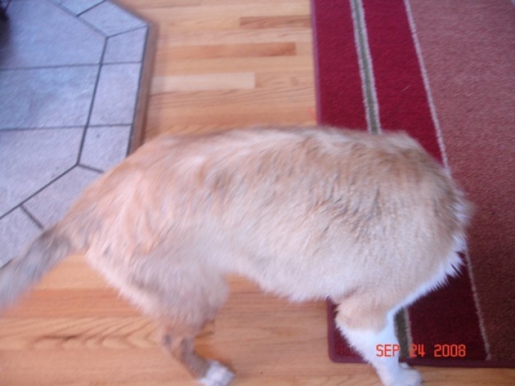 Illustration de l'article : Ces 30 chiens photographiés au bon endroit au bon moment...