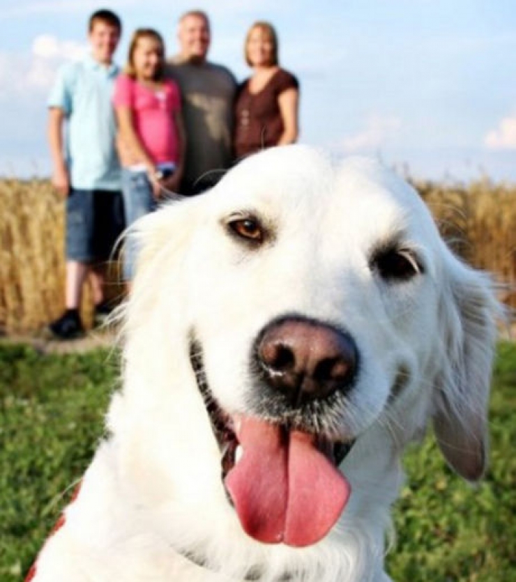 Illustration de l'article : Ces 30 chiens photographiés au bon endroit au bon moment...