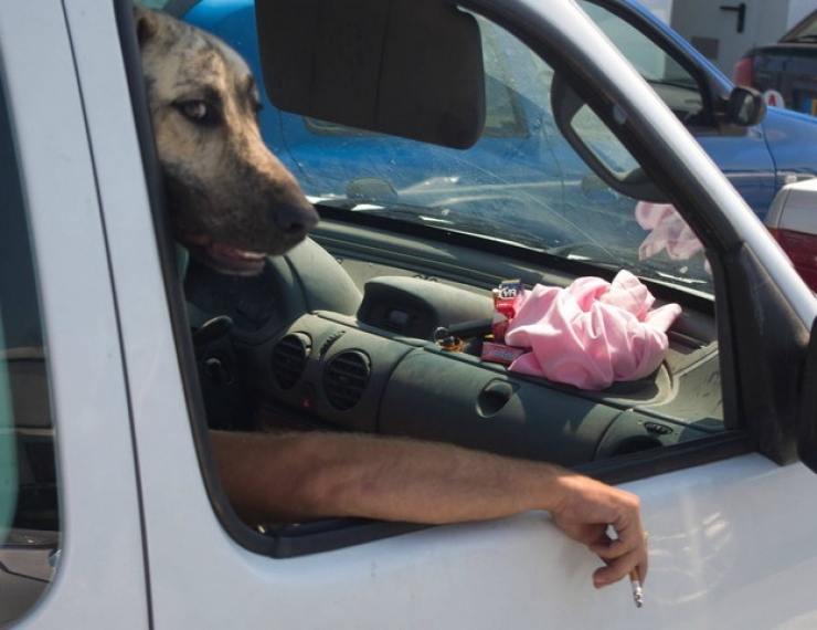 Illustration de l'article : Ces 30 chiens photographiés au bon endroit au bon moment...