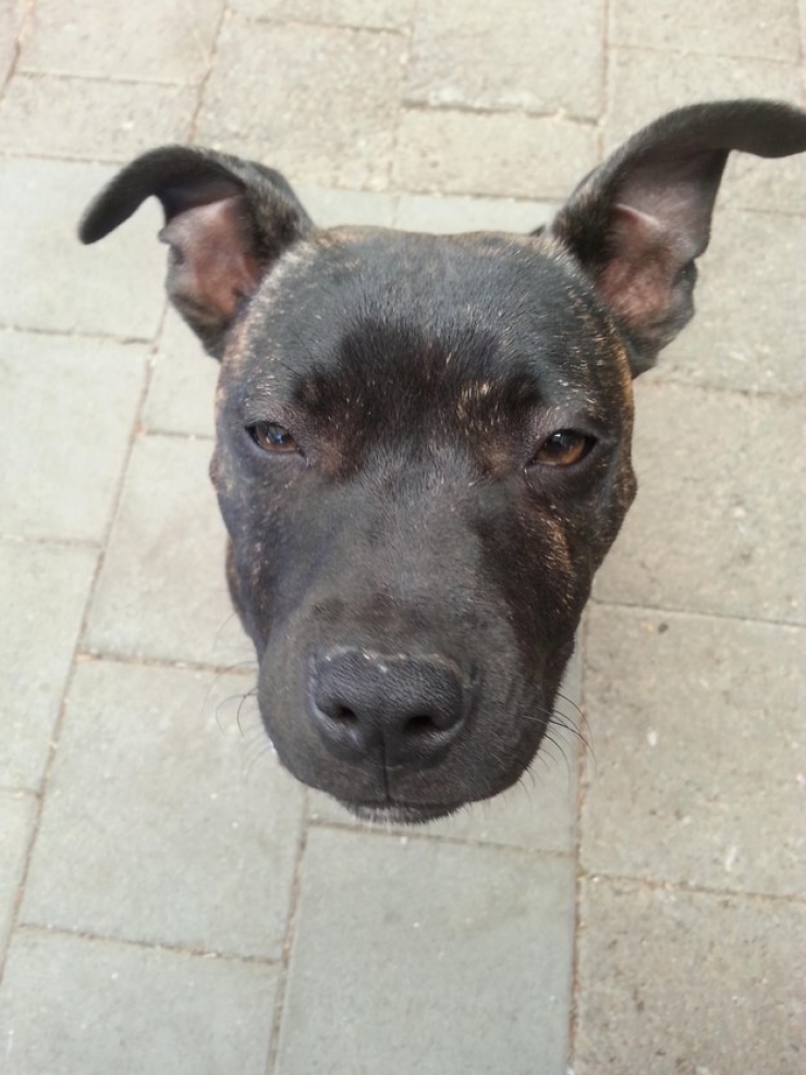 Illustration de l'article : Ces 30 chiens photographiés au bon endroit au bon moment...