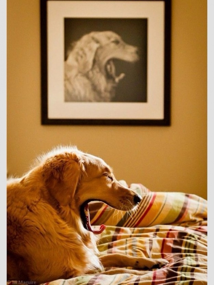 Illustration de l'article : Ces 30 chiens photographiés au bon endroit au bon moment...