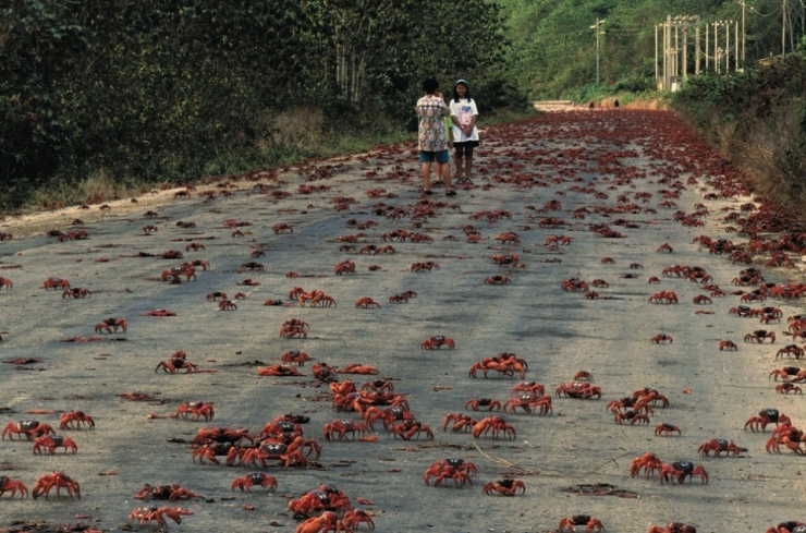 Illustration de l'article : 32 impressionnantes photos de grands regroupements d'animaux