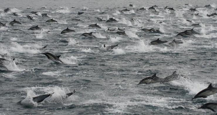 Illustration de l'article : 32 impressionnantes photos de grands regroupements d'animaux