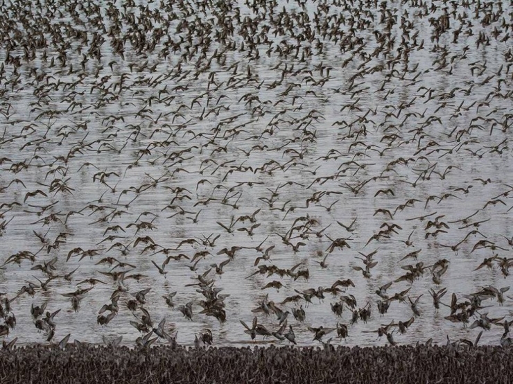 Illustration de l'article : 32 impressionnantes photos de grands regroupements d'animaux