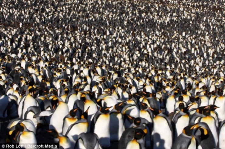 Illustration de l'article : 32 impressionnantes photos de grands regroupements d'animaux