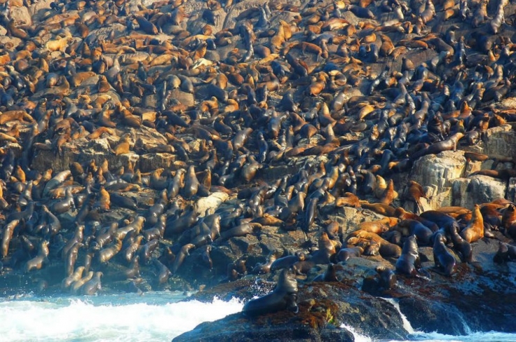 Illustration de l'article : 32 impressionnantes photos de grands regroupements d'animaux