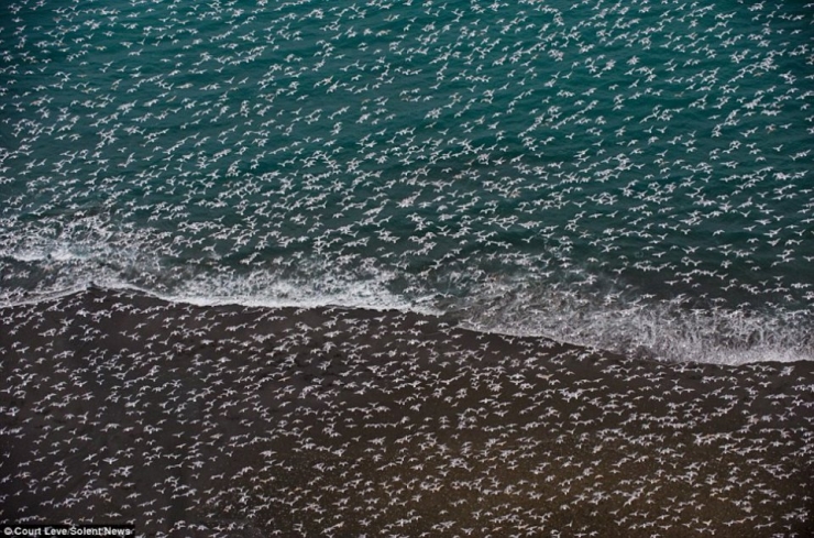 Illustration de l'article : 32 impressionnantes photos de grands regroupements d'animaux