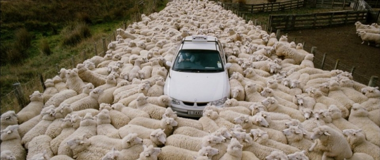 Illustration de l'article : 32 impressionnantes photos de grands regroupements d'animaux