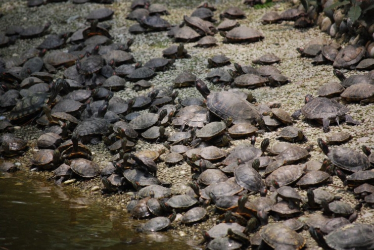 Illustration de l'article : 32 impressionnantes photos de grands regroupements d'animaux