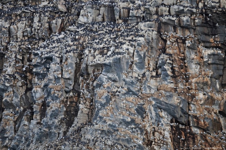 Illustration de l'article : 32 impressionnantes photos de grands regroupements d'animaux