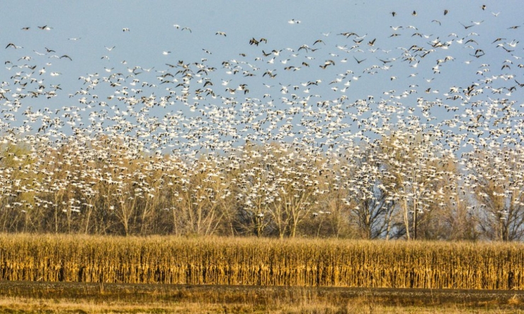 Illustration de l'article : 32 impressionnantes photos de grands regroupements d'animaux