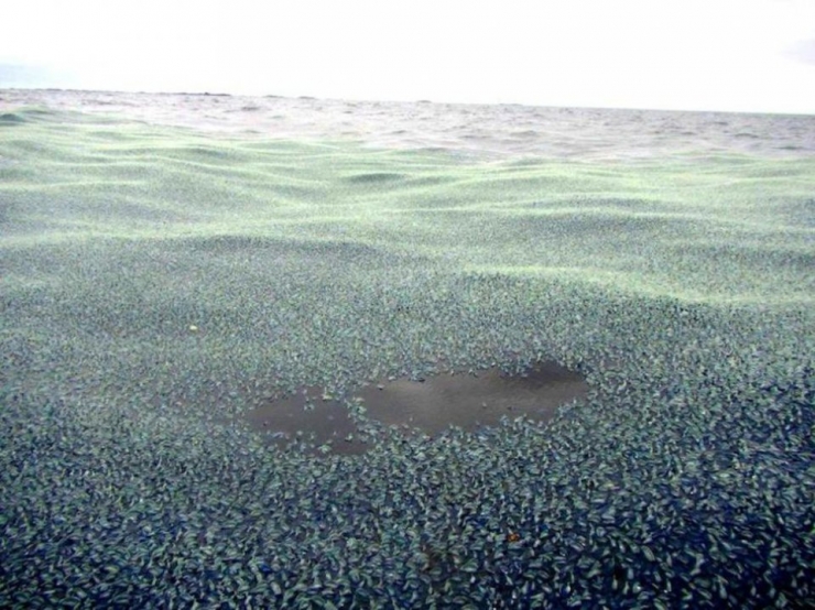 Illustration de l'article : 32 impressionnantes photos de grands regroupements d'animaux