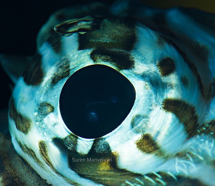 Illustration de l'article : 14 photos d'yeux d'animaux en gros plan