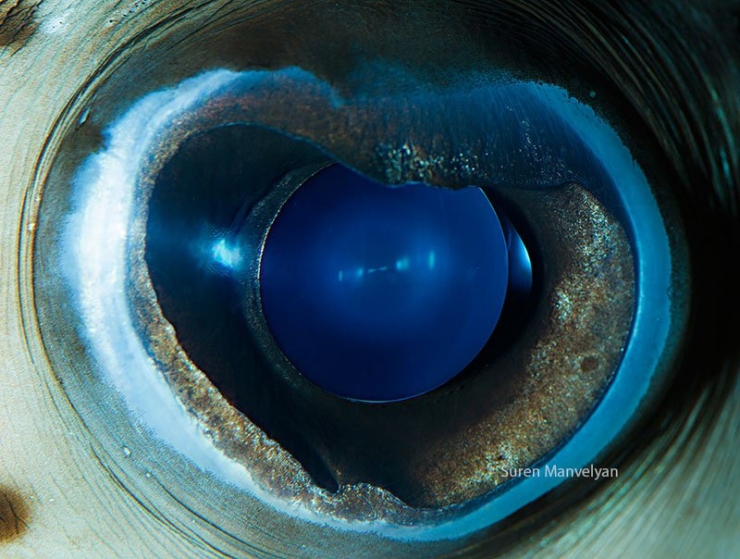 Illustration de l'article : 14 photos d'yeux d'animaux en gros plan