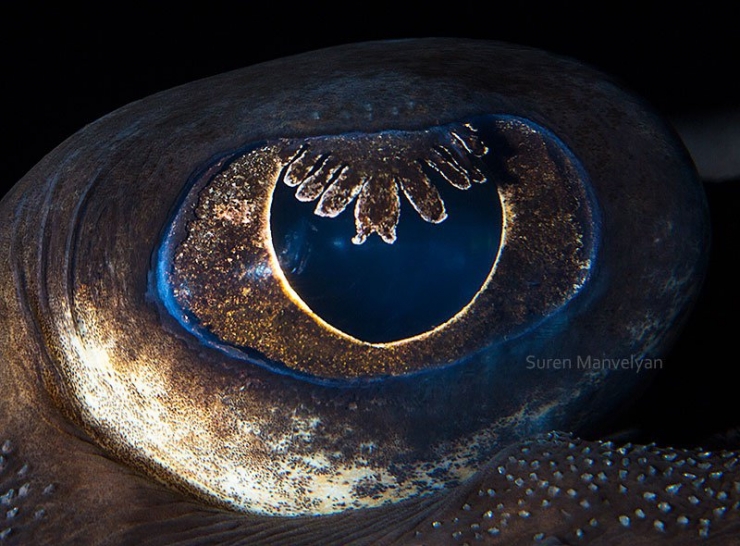 Illustration de l'article : 14 photos d'yeux d'animaux en gros plan
