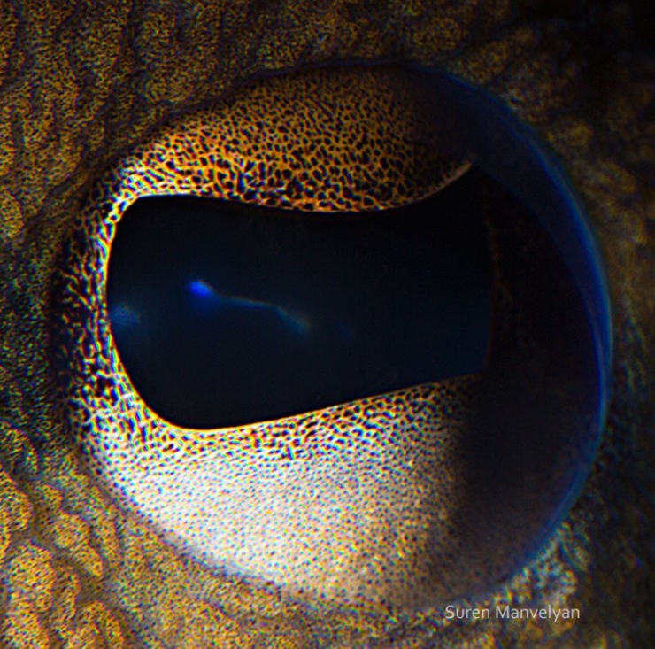 Illustration de l'article : 14 photos d'yeux d'animaux en gros plan
