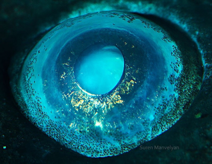Illustration de l'article : 14 photos d'yeux d'animaux en gros plan
