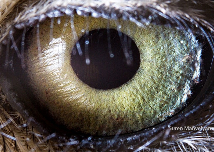 Illustration de l'article : 14 photos d'yeux d'animaux en gros plan