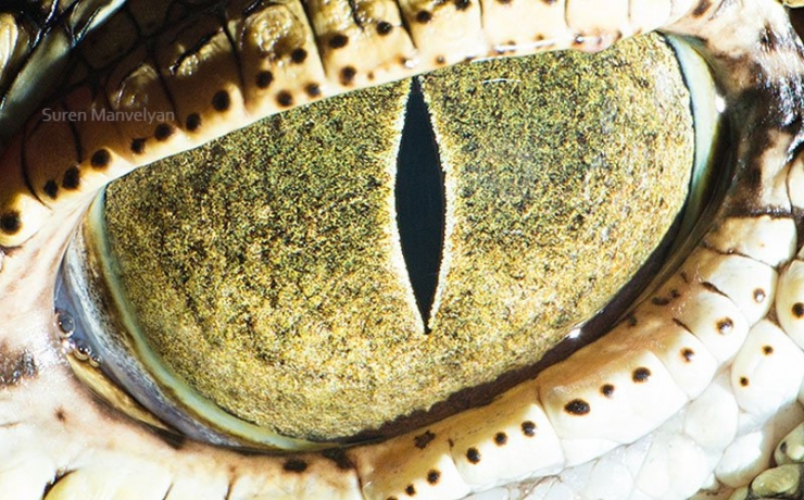 Illustration de l'article : 14 photos d'yeux d'animaux en gros plan