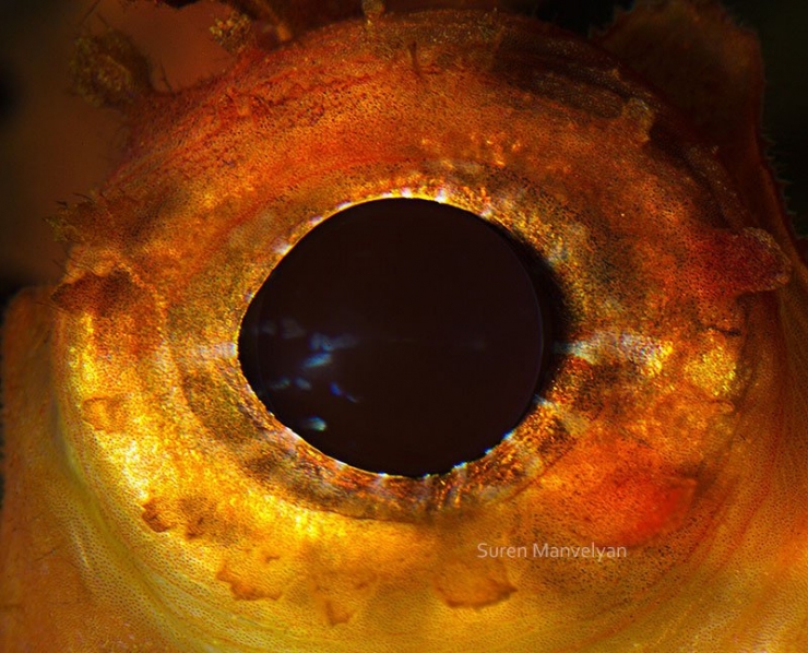 Illustration de l'article : 14 photos d'yeux d'animaux en gros plan