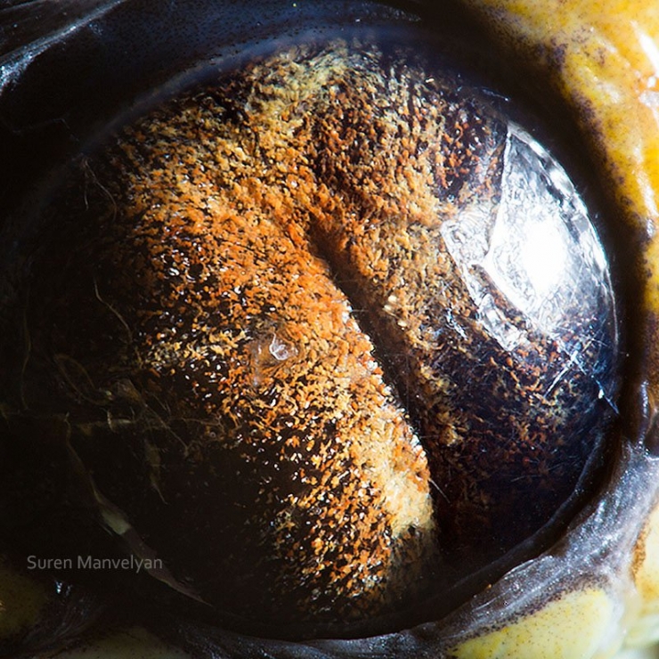 Illustration de l'article : 14 photos d'yeux d'animaux en gros plan