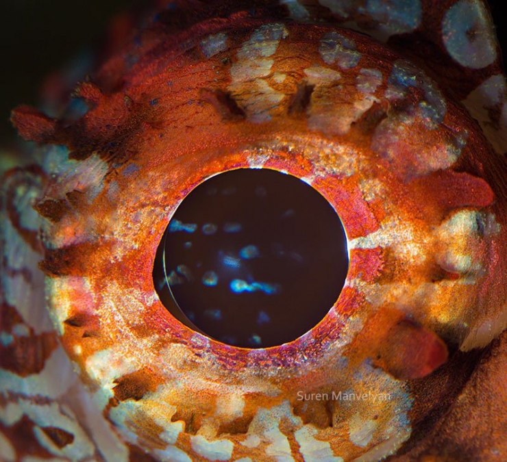 Illustration de l'article : 14 photos d'yeux d'animaux en gros plan