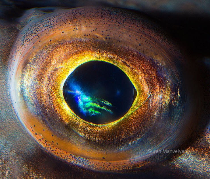 Illustration de l'article : 14 photos d'yeux d'animaux en gros plan