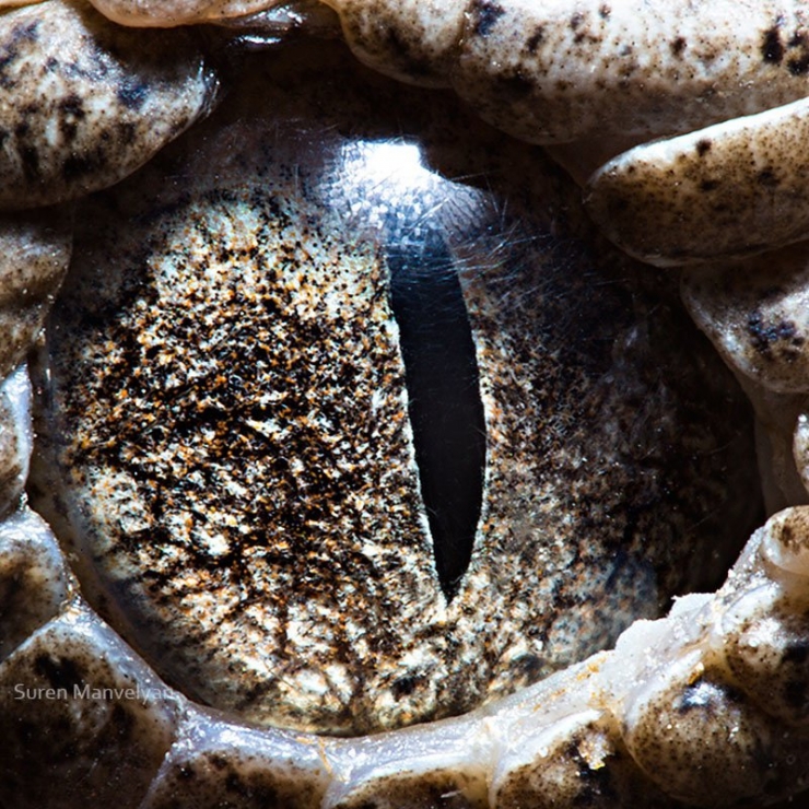 Illustration de l'article : 14 photos d'yeux d'animaux en gros plan