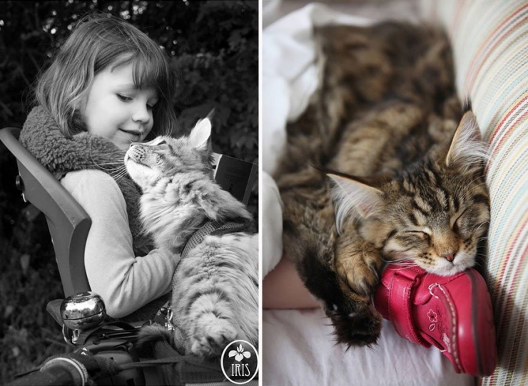 Illustration de l'article : L'émouvante complicité entre une petite fille autiste et son chat en 15 photos