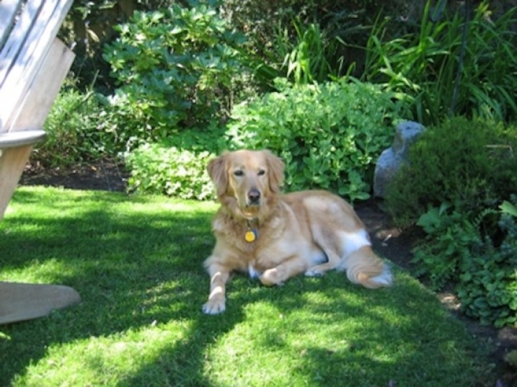 Illustration de l'article : Quand les voisins regardèrent au-dessus de la clôture, ils furent horrifiés… Alors ils commirent l’impensable.