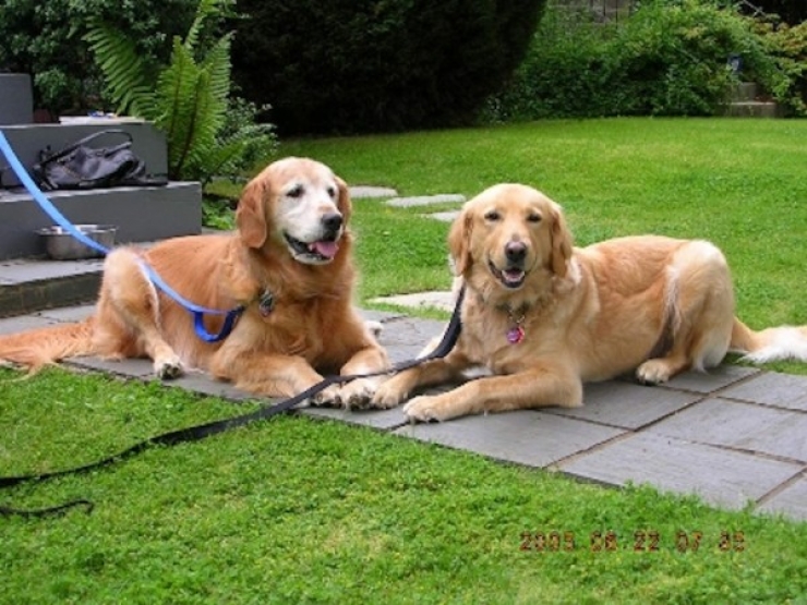 Illustration de l'article : Quand les voisins regardèrent au-dessus de la clôture, ils furent horrifiés… Alors ils commirent l’impensable.