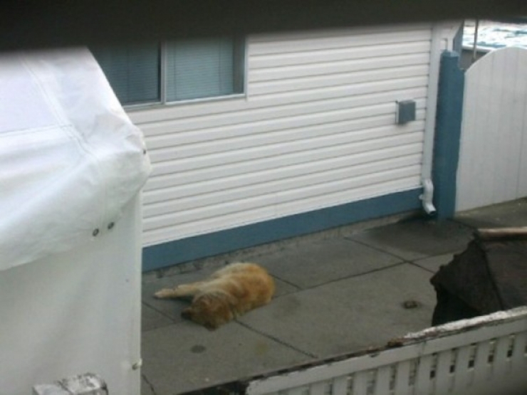 Illustration de l'article : Quand les voisins regardèrent au-dessus de la clôture, ils furent horrifiés… Alors ils commirent l’impensable.