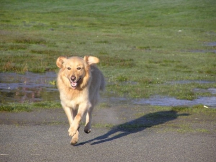 Illustration de l'article : Quand les voisins regardèrent au-dessus de la clôture, ils furent horrifiés… Alors ils commirent l’impensable.