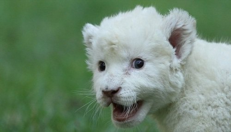 Illustration de l'article : 12 animaux totalement blancs, parce qu'albinos ou leuciques