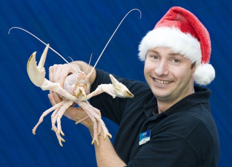 Illustration de l'article : 12 animaux totalement blancs, parce qu'albinos ou leuciques