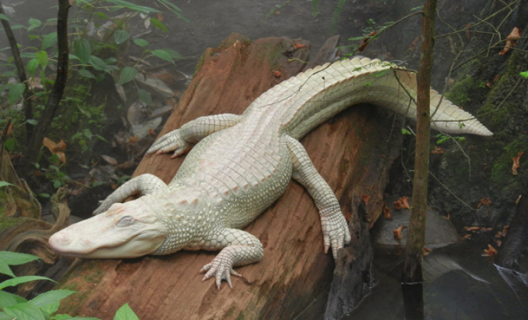 Illustration de l'article : 12 animaux totalement blancs, parce qu'albinos ou leuciques