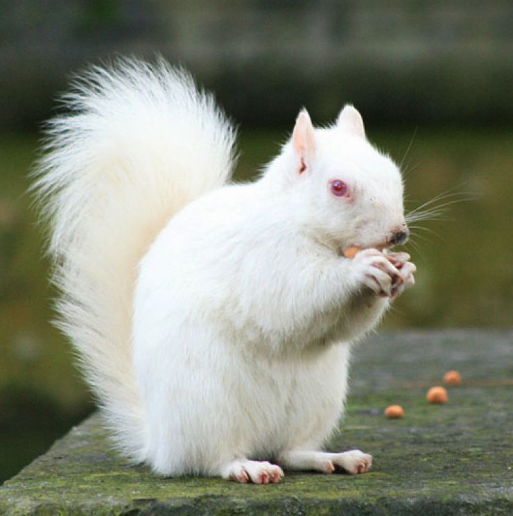 Illustration de l'article : 12 animaux totalement blancs, parce qu'albinos ou leuciques