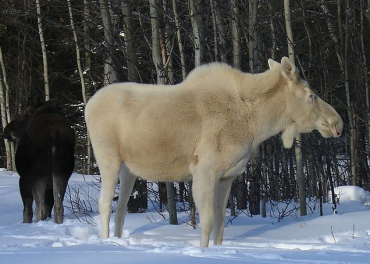 Illustration de l'article : 12 animaux totalement blancs, parce qu'albinos ou leuciques