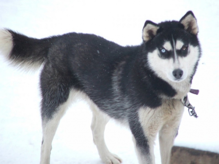 Illustration de l'article : Ces 10 races chiens sont parmi les plus onéreuses